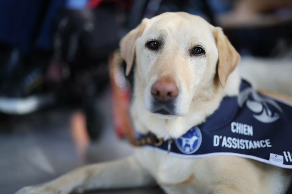 Chien d'assistance présent à la réunion publique du 2 juin à Rezé